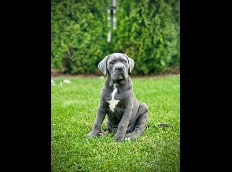 cane corso 01.jpg